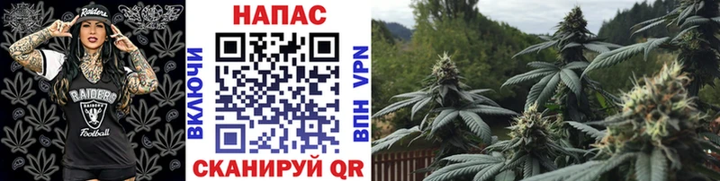 Каннабис сатива  цены наркотик  Шумиха 